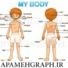 وکتور اجزا بدن