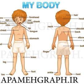 وکتور اجزا بدن