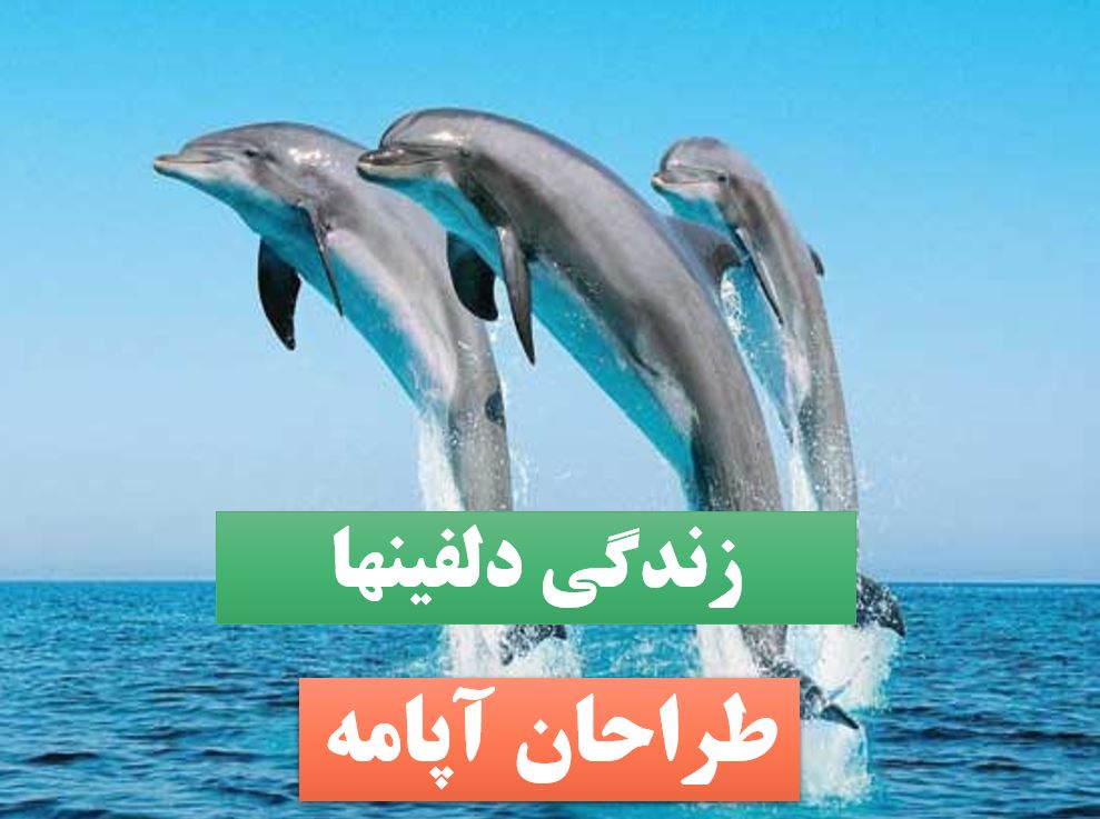 پاورپوینت دلفینها
