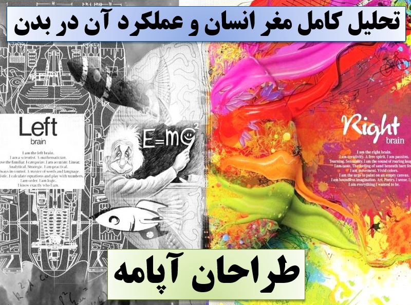 تحقیق مغز انسان