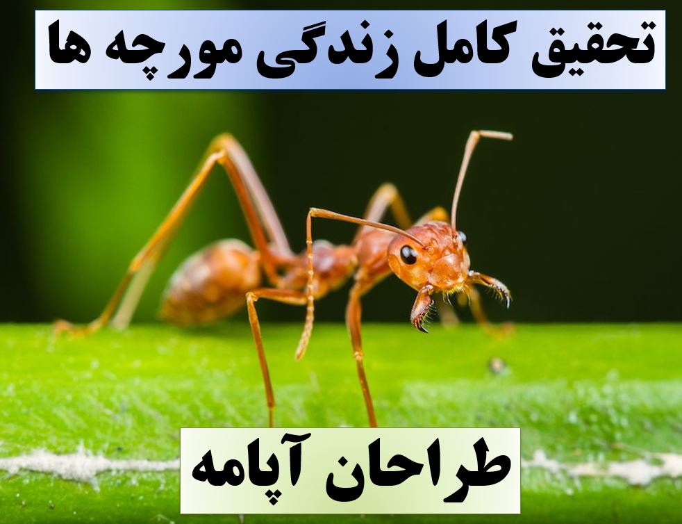 تحقیق پاورپوینت مورچه ها