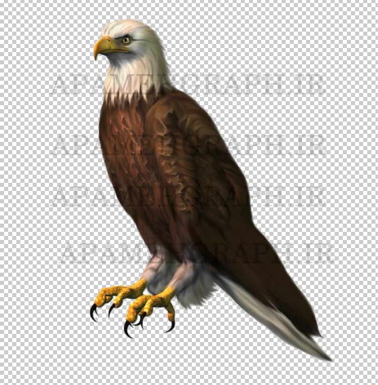 عقاب png